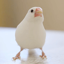白文鳥 おもち ことりカフェの鳥さんスタッフ
