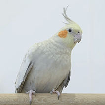 オカメインコのアルム ことりカフェの鳥さんスタッフ