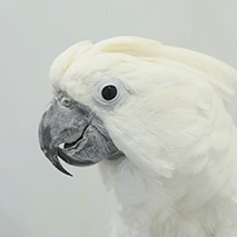 タイハクオウムのたいちくん ことりカフェの鳥さんスタッフ