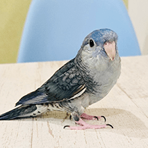 トトちゃん ことりカフェの鳥さんスタッフ