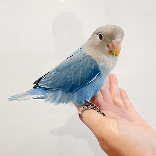 あお コザクラインコ ことりカフェの鳥さんスタッフ