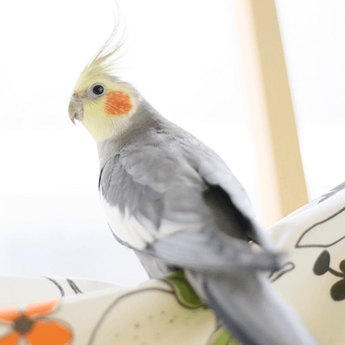 オカメインコのいくらちゃん ことりカフェの鳥さんスタッフ