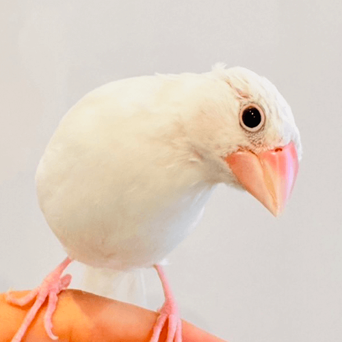 白文鳥 おもち ことりカフェの鳥さんスタッフ