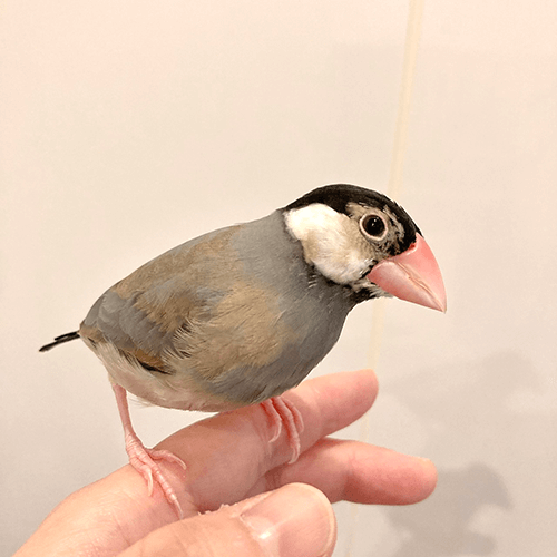 トトちゃん ことりカフェの鳥さんスタッフ