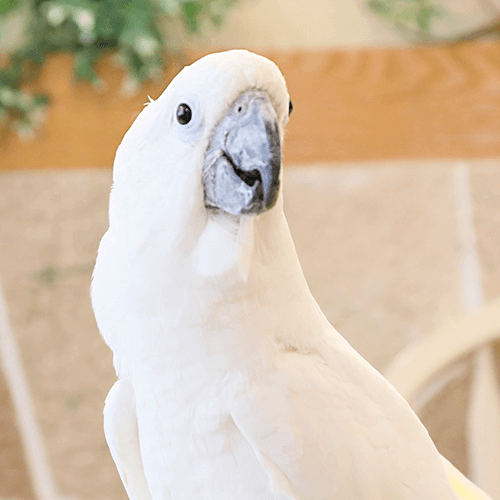 タイハクオウムのたいちくん ことりカフェの鳥さんスタッフ