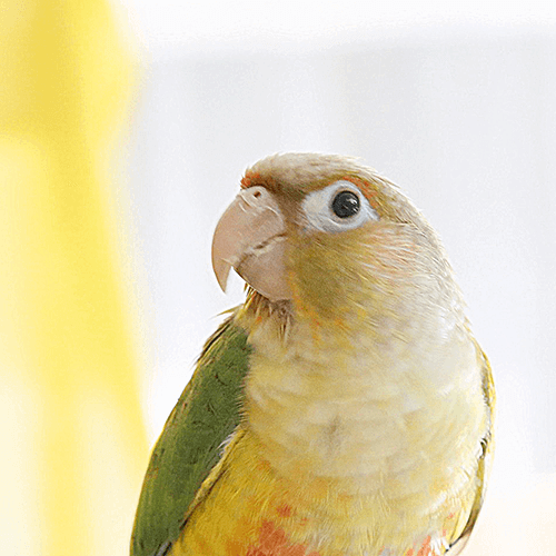 ホオミドリアカオウロコインコのうにちゃん ことりカフェの鳥さんスタッフ